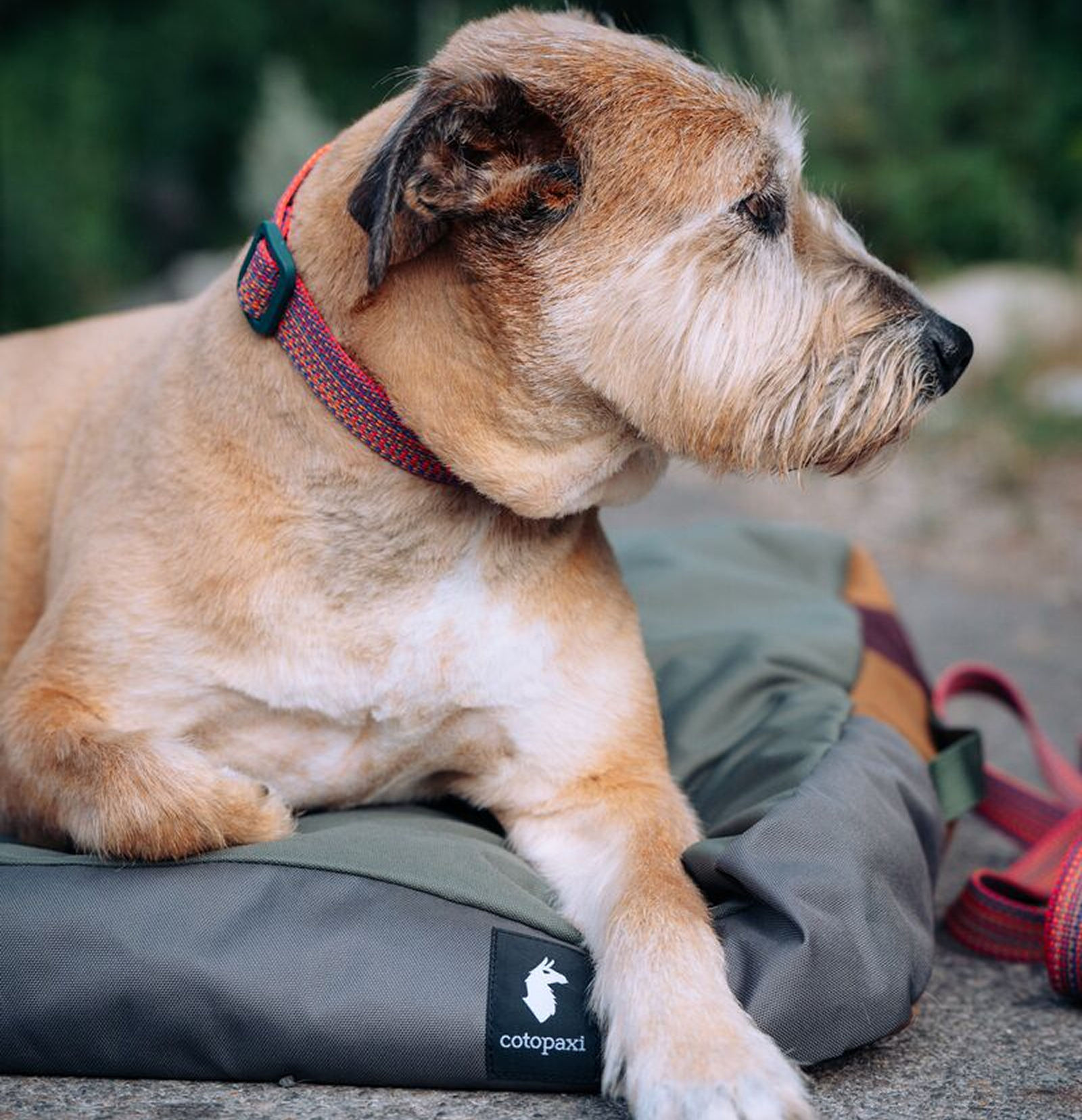 Del Día Dog Bed - Image 5